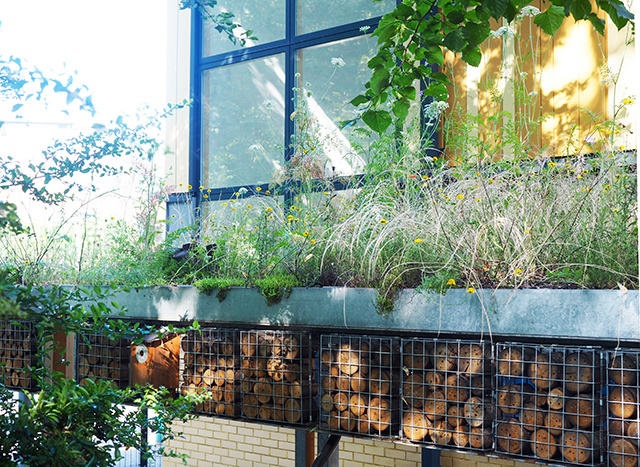 OLYMPUS DIGITAL CAMERA Biodiverse planting on a bike shelter